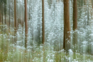 Forest, blur, Silberbach valley in Horn-Bad Meinberg, NRW. Forest, blur, Silberbach valley in Horn-Bad Meinberg, NRW.
